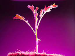 Check spelling or type a new query. Led Grow Light