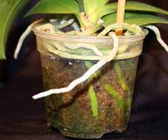 The best fertilizers for orchids to grow & bloom. World S Best Orchid Food Organic And Natural Plant Foods And Fertilizers