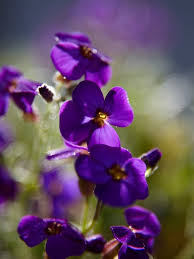 Check spelling or type a new query. Wallflowers Aubrieta And Saxifraga The Joy Of Plants