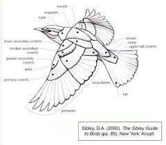Black Bird With White Wing Tips And Tail Pin By Liza Mae C On Pigeoni Bird Drawings Wing Anatomy Bird Wings