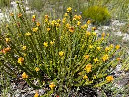 Image result for Penaeaceae