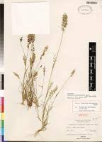 Image result for Eragrostis schweinfurthii