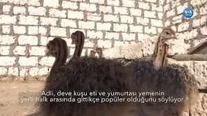 Amerika Nin Sesi Misir Da Yeni Aliskanlik Deve Kusu Eti Facebook