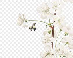 White Azalea Flower Branch Border Frame On Transparent Background Free Image By Rawpixel Com Gade Azalea Flower Pastel Background Flower Branch