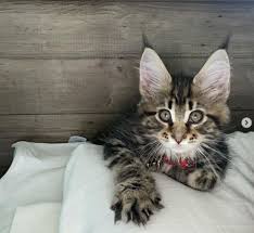 So if evans, hemsworth, pine and pratt. Cris Cyborg Gets New Maine Coon Cat And Names It After Famous Fighter Sakuraba Cris Cyborg Official Website