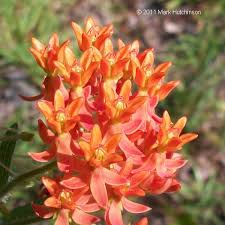 I've purchased from them before. Florida Native Plant Society Fnps