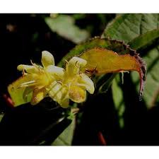 Diervilla does best in sun or partial shade. Staff Customer Login Merch Enter Plant Keyword Locations Story Plants Annuals Conifers Ferns Fruit Trees Grasses Herbs Perennials Roses Shrubs Vines Groundcovers Small Fruits Succulents Cacti Trees Tropicals Vegetables Sales Info Request A