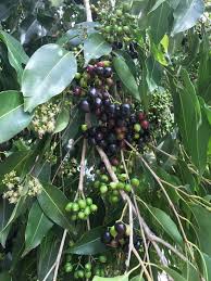 Image result for Syzygium cumini