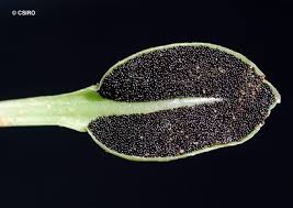 Image result for Elaphoglossum kivuense