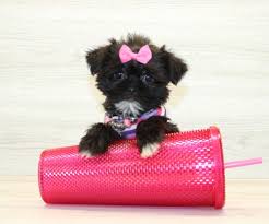 Puppies For Sale In Las Vegas (Teacup & Toy)