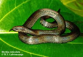Image result for Behnia reticulata