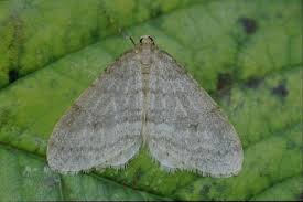 Image result for Operophtera fagata