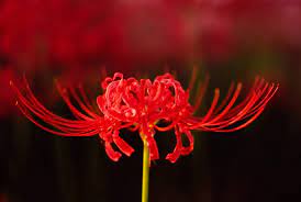 Maybe you would like to learn more about one of these? September Brings With It A Sea Of Red Spider Lilies In Japan Ikidane Nippon