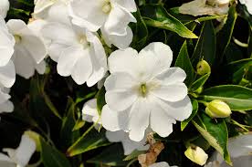 Image result for Impatiens irvingii