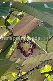 Image result for Monodora