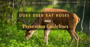 Similar in appearance to parsley, cilantro is a staple in mexican, indian, and asian cuisines. Do Deer Eat Roses Prevention Guidelines For Your Garden