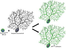 Analyzing Cell Fusion Events Within The Central Nervous System Using Bone Marrow Chimerism Springerlink
