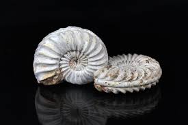 Image result for Pleioceras