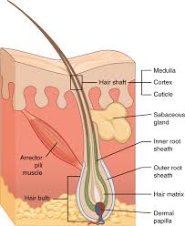 Schließlich werden sie auch von dort genährt. Haut Aufbau Funktion Krankheiten Lecturio Medizin