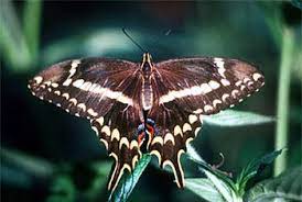 We did not find results for: Threatened Endangered Species South Florida Aquatic Environments