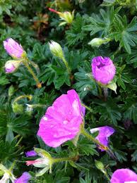 Image result for Geranium sanguineum Max Frei