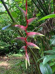 Image result for Lobelia livingstoniana