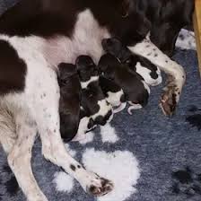 Image result for auvergneský ohař