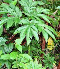 Gambar gambar daun pintu minimalis terbaru informasi. Jual Bibit Tanaman Iles Iles Di Lapak Iplant Indonesia Bukalapak