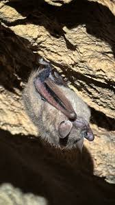 Image result for Thesium brevibarbatum