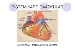 Buaya mempunyai teknik membunuh yg terkenal, yaitu putaran maut. Anatomi Dan Fisiologi Sistem Kardiovaskular Ppt Download