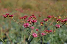 Image result for Eriosema erici-rosenii