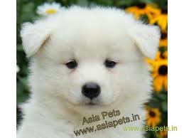 Affectionately known as the sammy, the samoyed dog breed is as adorable as it is fun. Samoyed Puppies Price In Hyderabad Samoyed Puppies For Sale In Hyderabad