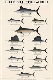 Billfish Of The World Identification Chart Freshwater Fish