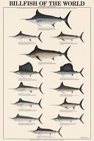 billfish of the world identification chart freshwater fish