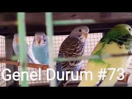 Muhabbet Kusu Ayshe Glr Muhabbet Kusu Genel Durum 73 Muhabbet Kuslari Kusu Kus