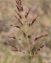 Image result for Sorghum halepense