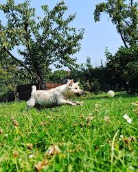 Sonntags Also Hund Garten Gartenliebe Sonne Bluesky Sonne Hunde Garten Hunde Erziehen Hunde