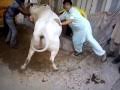 Furqan bhai ke oont ki qurbani | bakra eid 2020 this video was made for educational. Dangerous Camel Qurbani By Noman Shahid