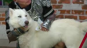 Maybe you would like to learn more about one of these? Adopt Don T Shop Texas Husky Rescue Youtube