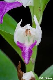 Image result for Brachycorythis congoensis