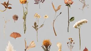 Discover an extra 10% off in the white sale & save up to 30% off with code july10x Dried Flowers Images Free Vectors Stock Photos Psd