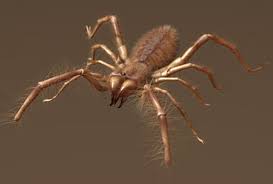 The camel spider is a skilled fighter and can easily take down another insect of similar size including scorpions and other large spiders. Pin On Camel Spiders