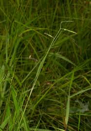 Image result for Urochloa brizantha