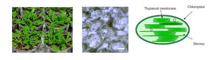 Plant cells have a large central vacuole , are surrounded by a cell wall , and have chloroplasts, which are the organelles of photosynthesis. èµ„æºçŽ¯å¢ƒç§'æŠ€å'å±•æ€åŠ¿åˆ†æžå¹³å° Gstdtap How Do Plants Rest Photosynthetic Activity At Night