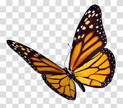 Black And Brown Monarch Butterfly Monarch Butterfly Insect Monarch Butterfly Transparent Background Png Clipa Butterfly Clip Art Monarch Butterfly Butterfly