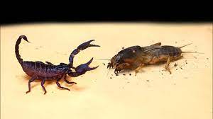 It burrows underground and eats the roots of freshly planted veggies. What Happens If A Mole Cricket Sees A Scorpion Brutal Battle Versus Mole Crickets Youtube