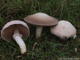 Pilz Des Jahres 2018 Hommage An Den Wiesenchampignon Wildes Berlin
