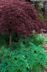 Image result for Selaginella versicolor