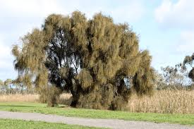 Image result for Casuarina verticillata
