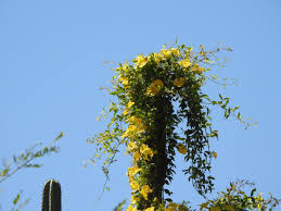 Image result for Dolichandra unguis-cati